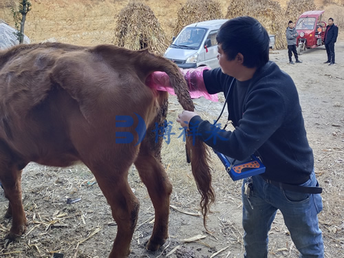 牛用B超机使用