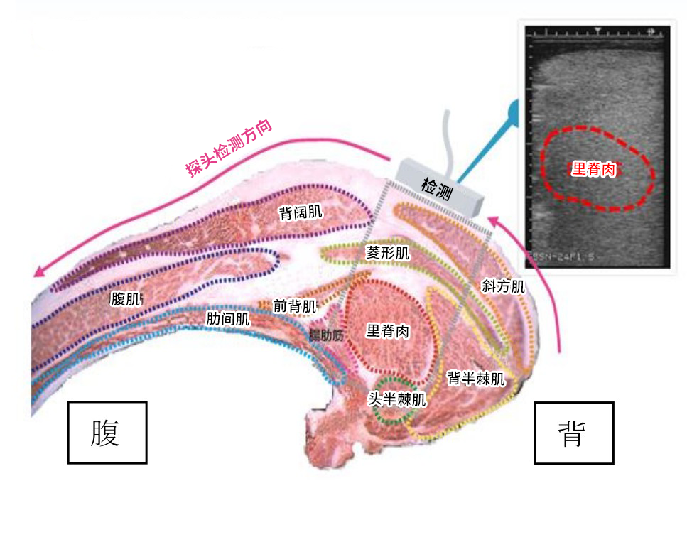 牛用B超测量肉牛背膘眼肌横截面