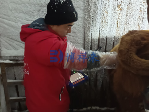 黑龙江绥化配种员使用牛用B超机